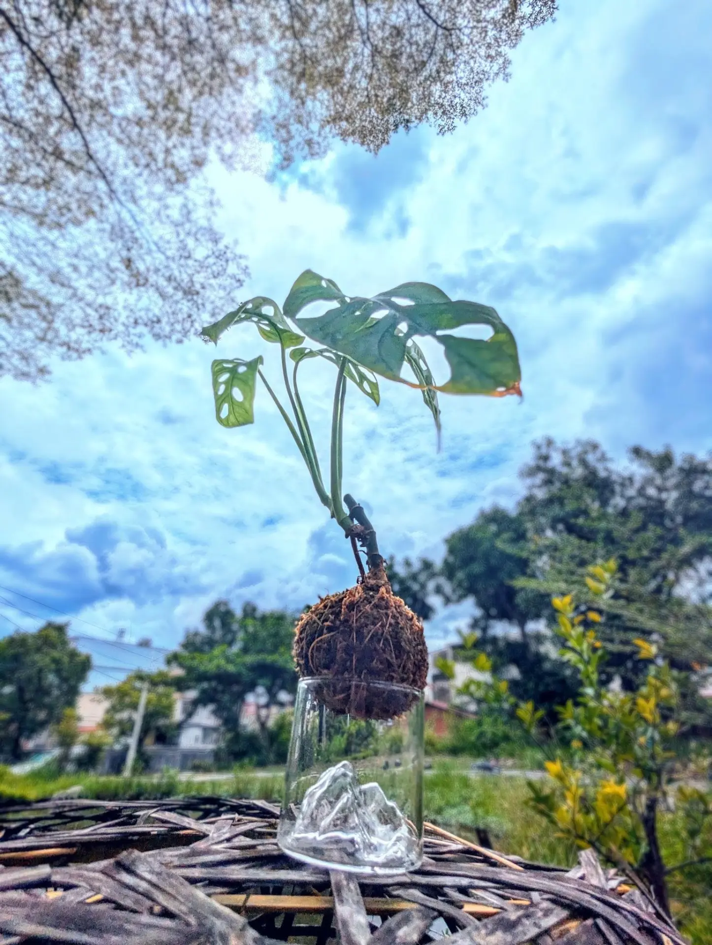 11/7 療癒滾滾苔球(麒麟貓工作室)