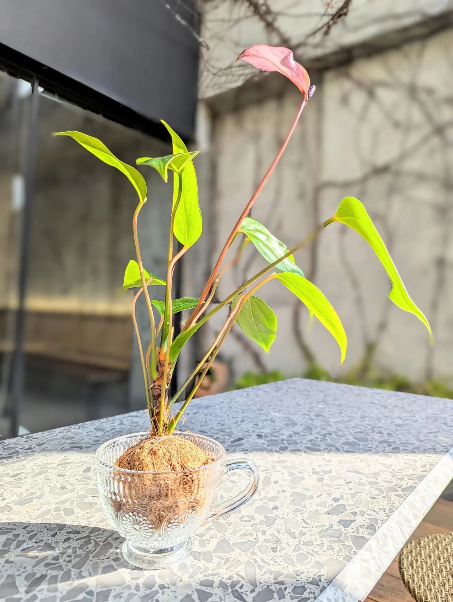 11/7 療癒滾滾苔球(麒麟貓工作室)